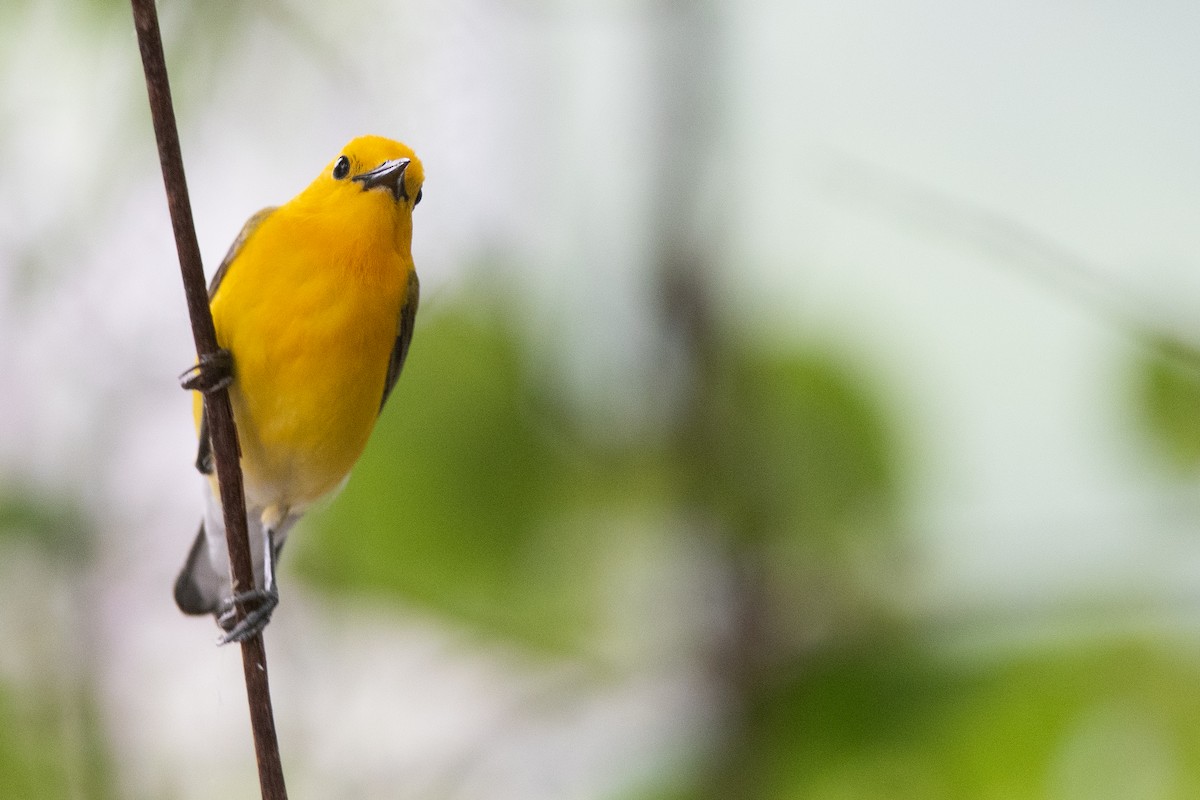 Prothonotary Warbler - ML631710312