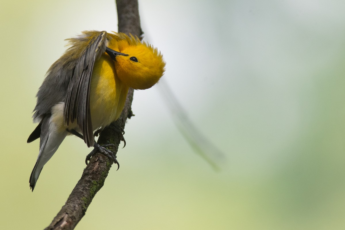 Prothonotary Warbler - ML631710329