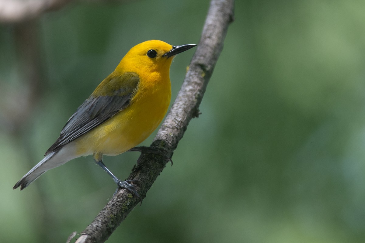 Prothonotary Warbler - ML631710433