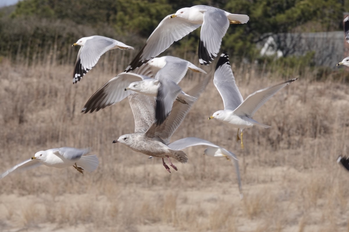 Iceland Gull (Thayer's) - ML631710648