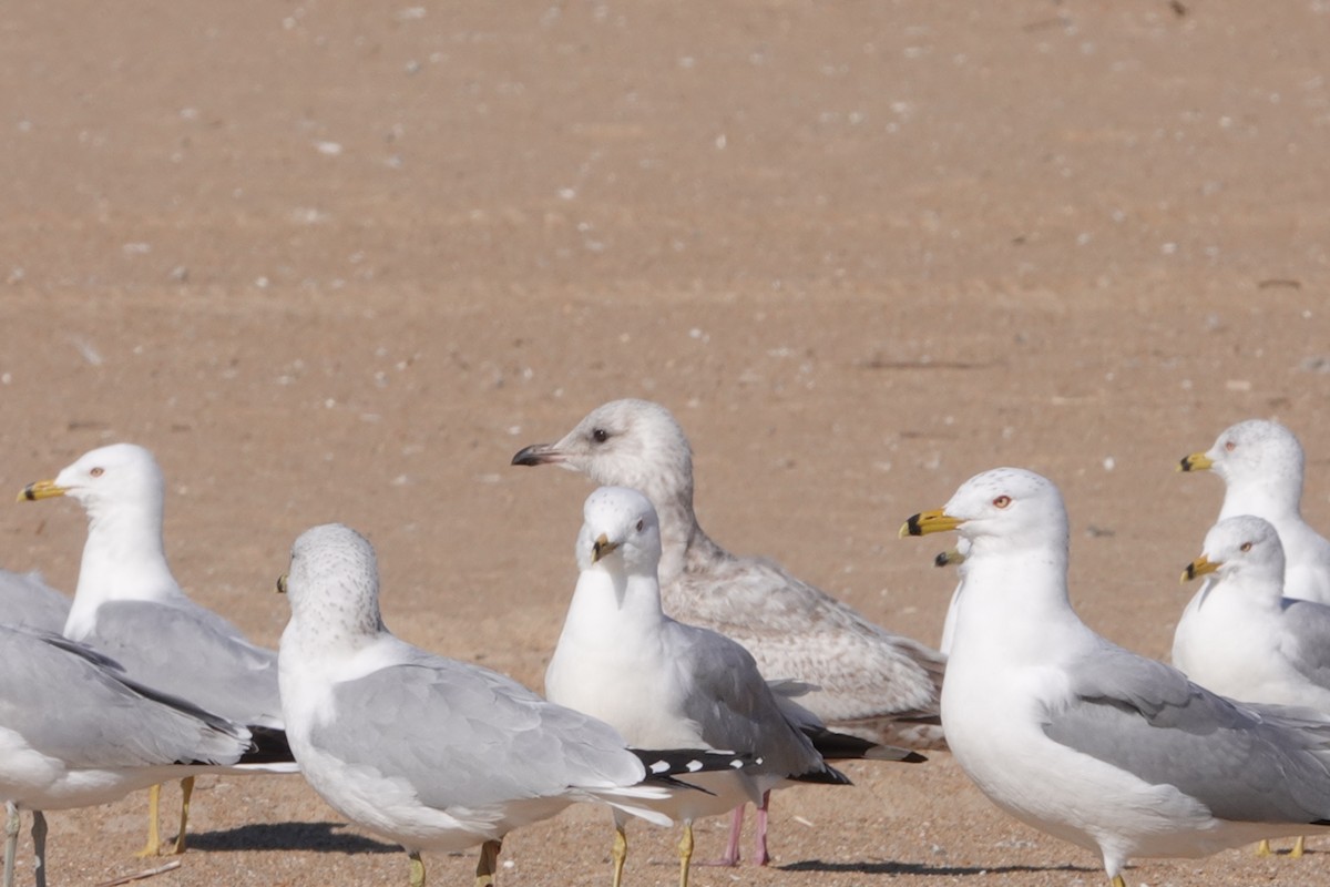 Iceland Gull (Thayer's) - ML631710649