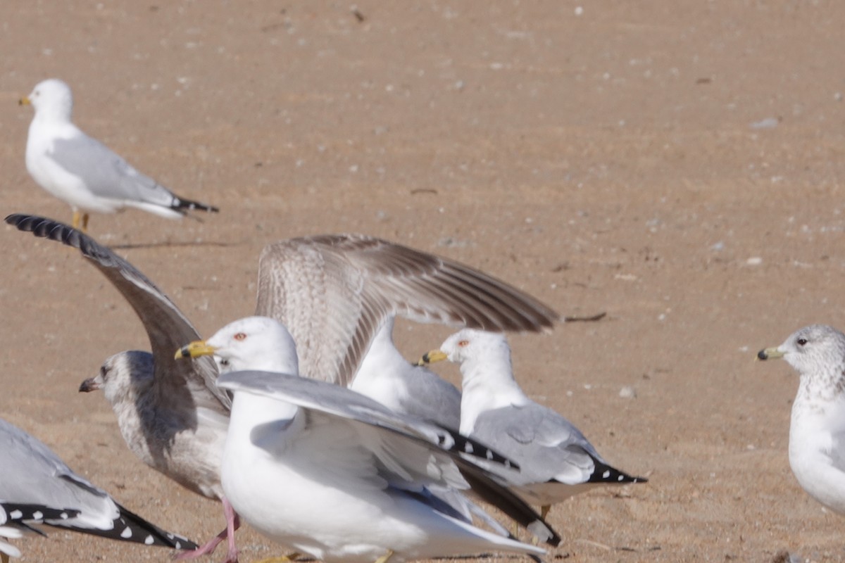 Iceland Gull (Thayer's) - ML631710650