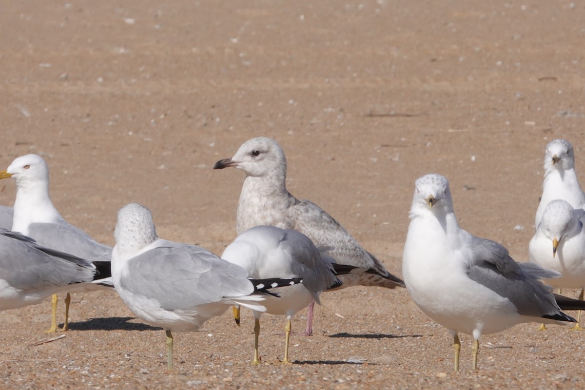 Iceland Gull (Thayer's) - ML631710651