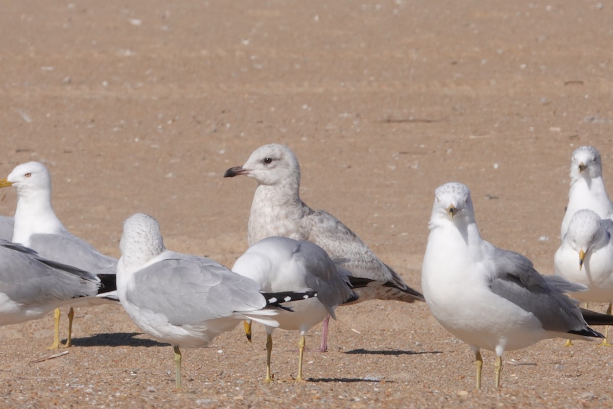 Iceland Gull (Thayer's) - ML631710652