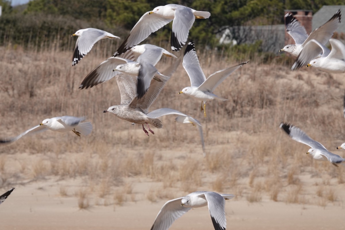 Iceland Gull (Thayer's) - ML631710655
