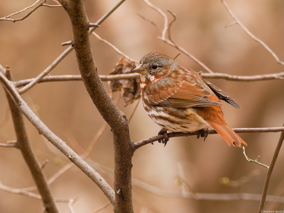 Bruant fauve (iliaca/zaboria) - ML631710687