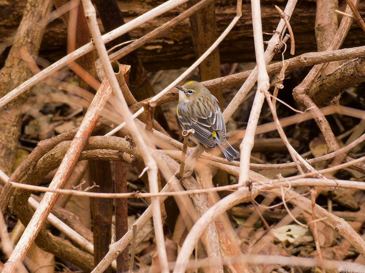 Paruline à croupion jaune - ML631710738