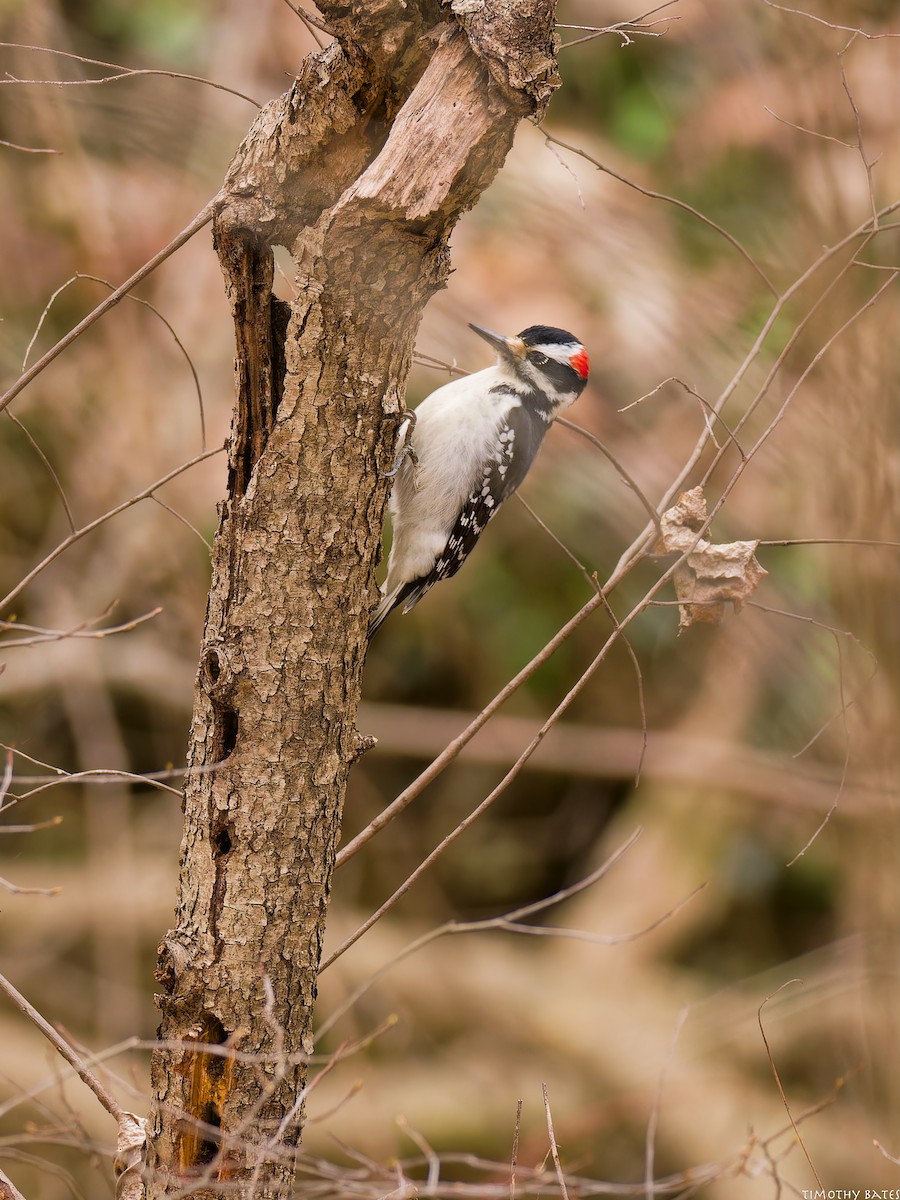 Pic mineur - ML631710809