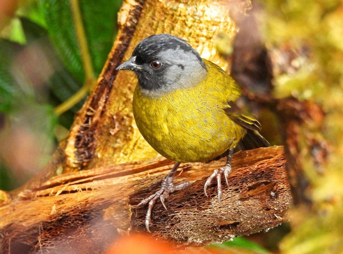 Large-footed Finch - ML631710818