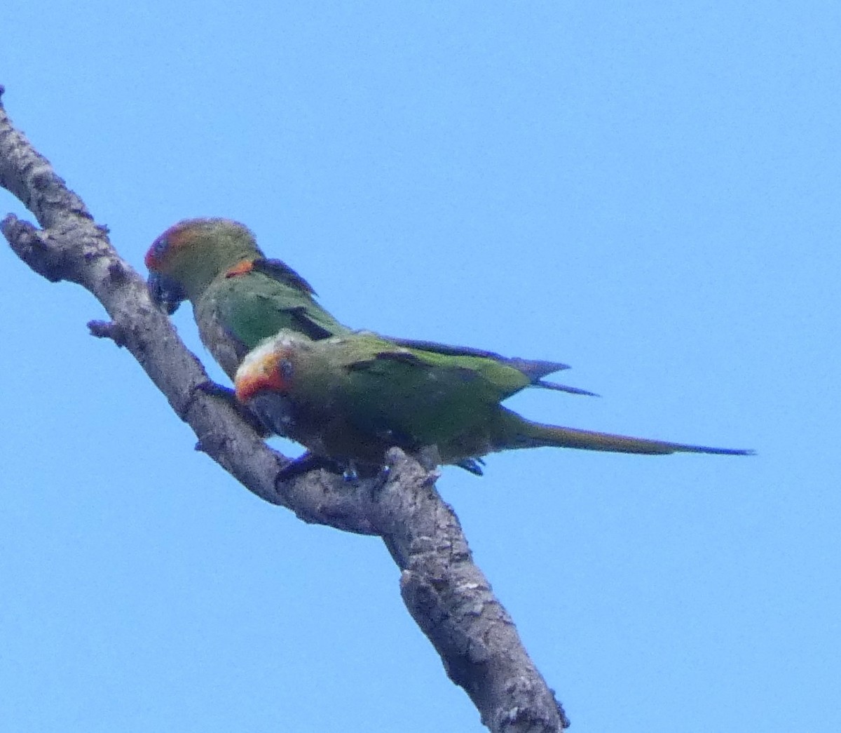 Golden-capped Parakeet - ML631711070