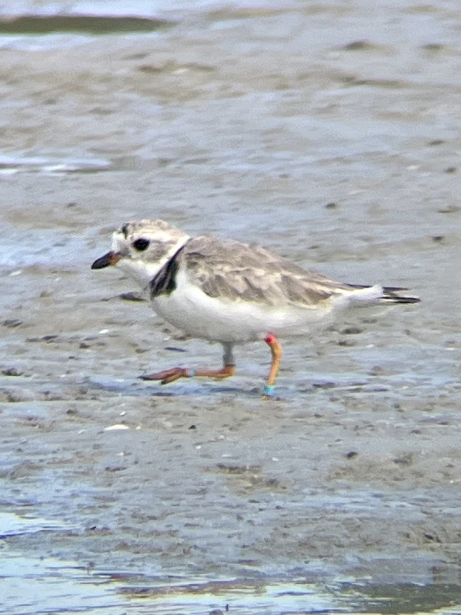 Piping Plover - ML631711473