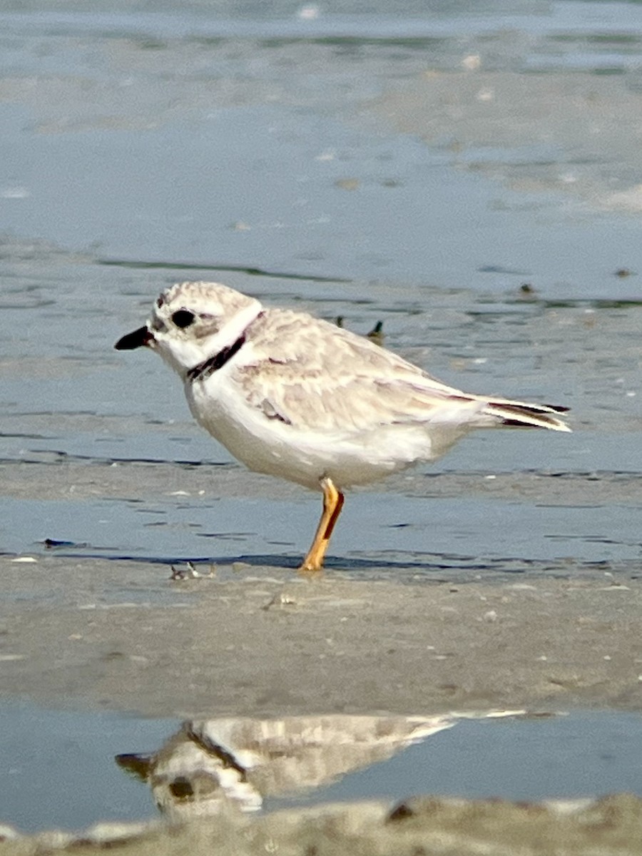 Piping Plover - ML631711481