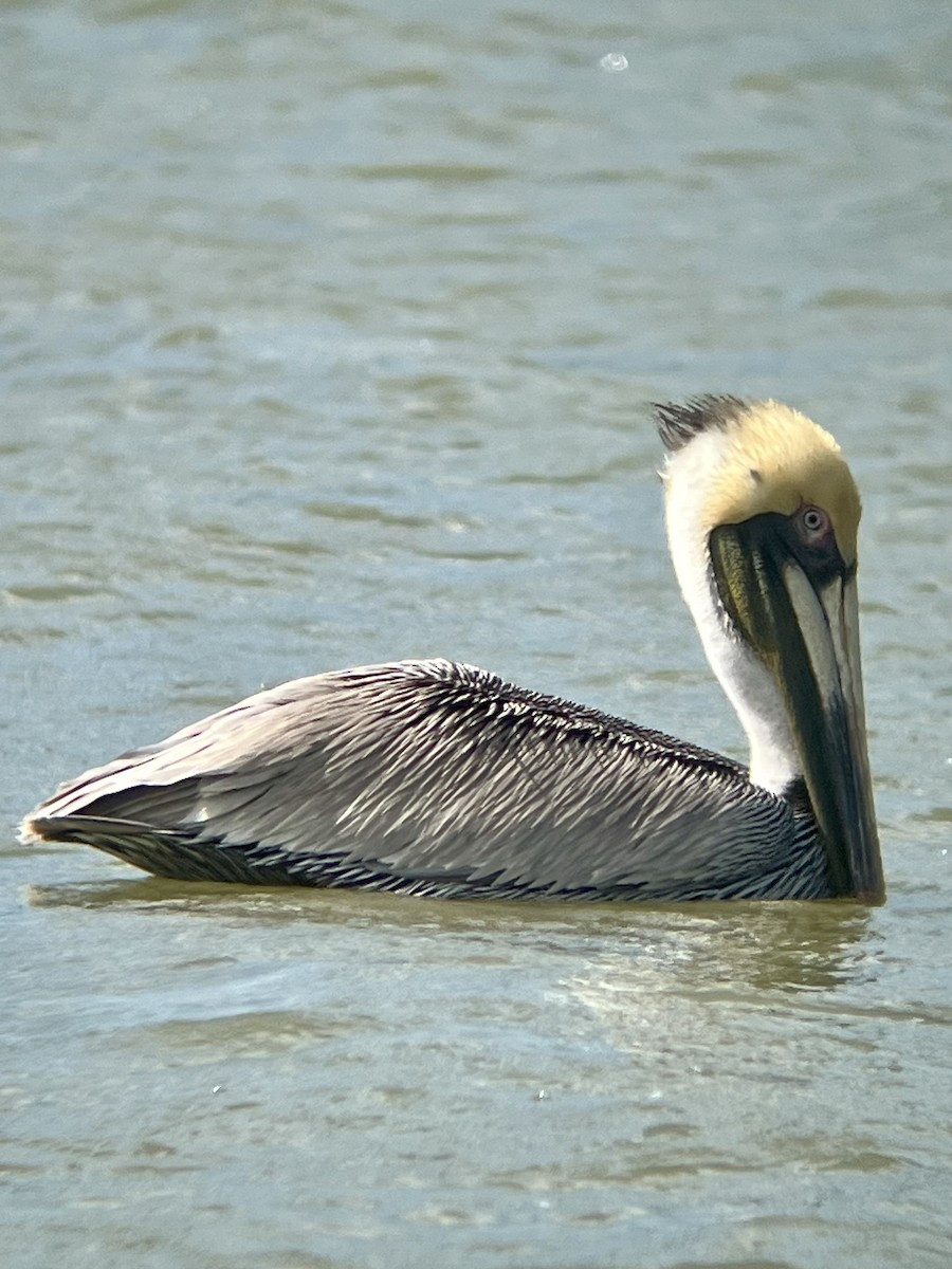 Brown Pelican - ML631711513