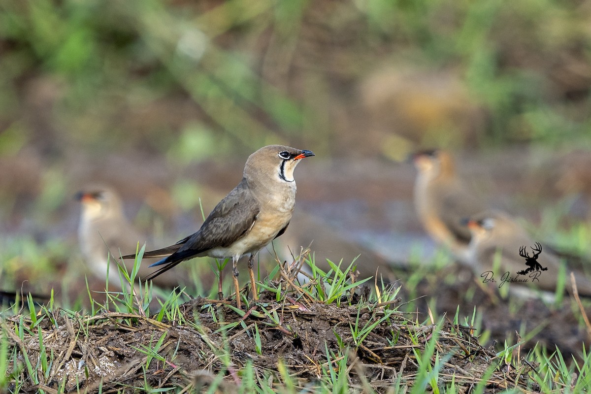 Collared Pratincole - ML631711599