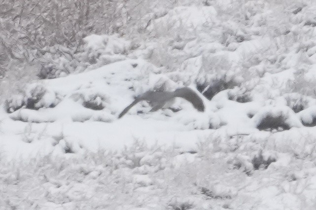 Eurasian Goshawk - ML631711845