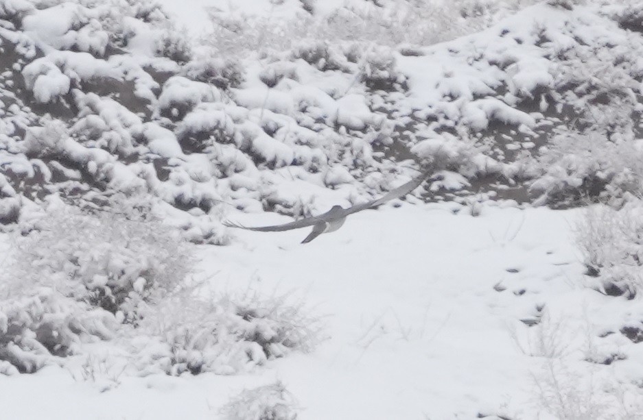 Eurasian Goshawk - ML631711846