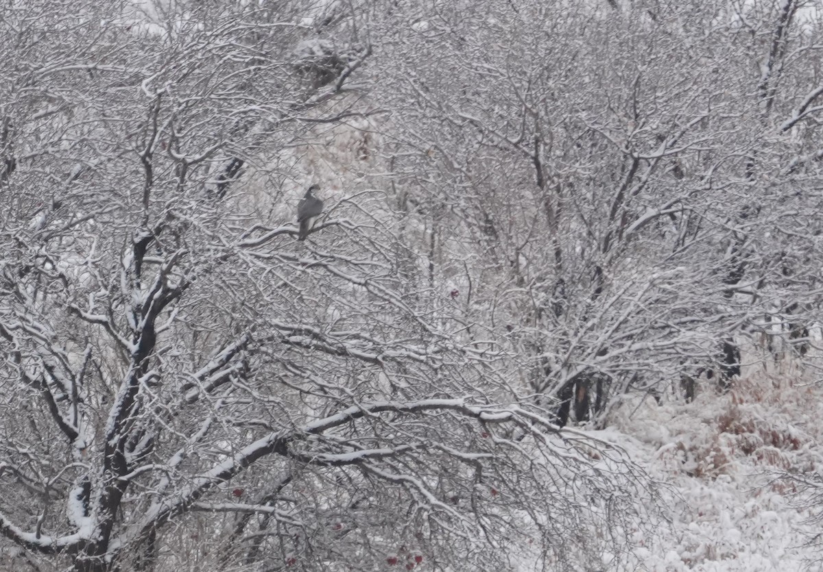 Eurasian Goshawk - ML631711847