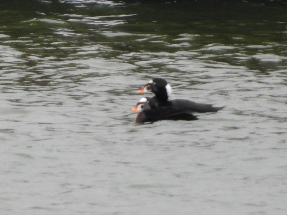 Surf Scoter - ML631711888