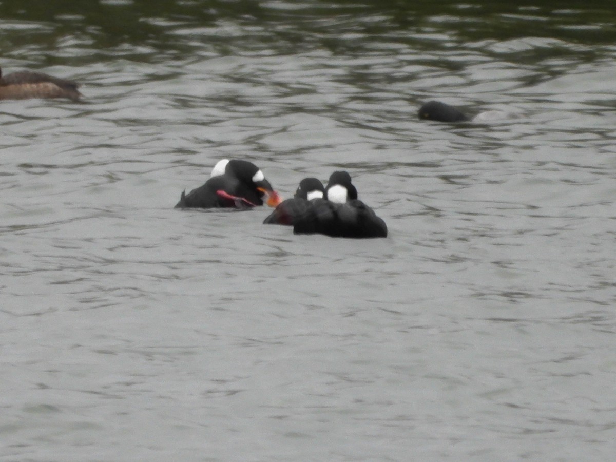 Surf Scoter - ML631711889
