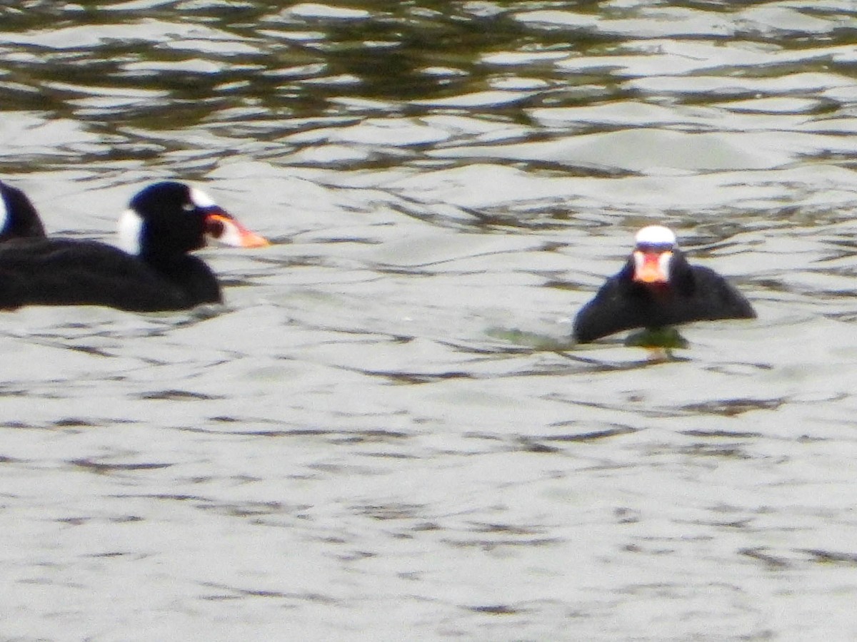 Surf Scoter - ML631711890