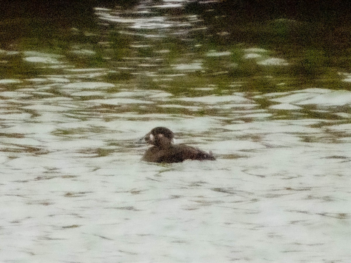 Surf Scoter - ML631711891