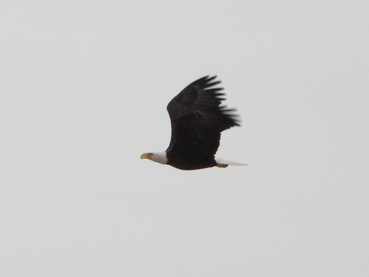 Bald Eagle - ML631711899