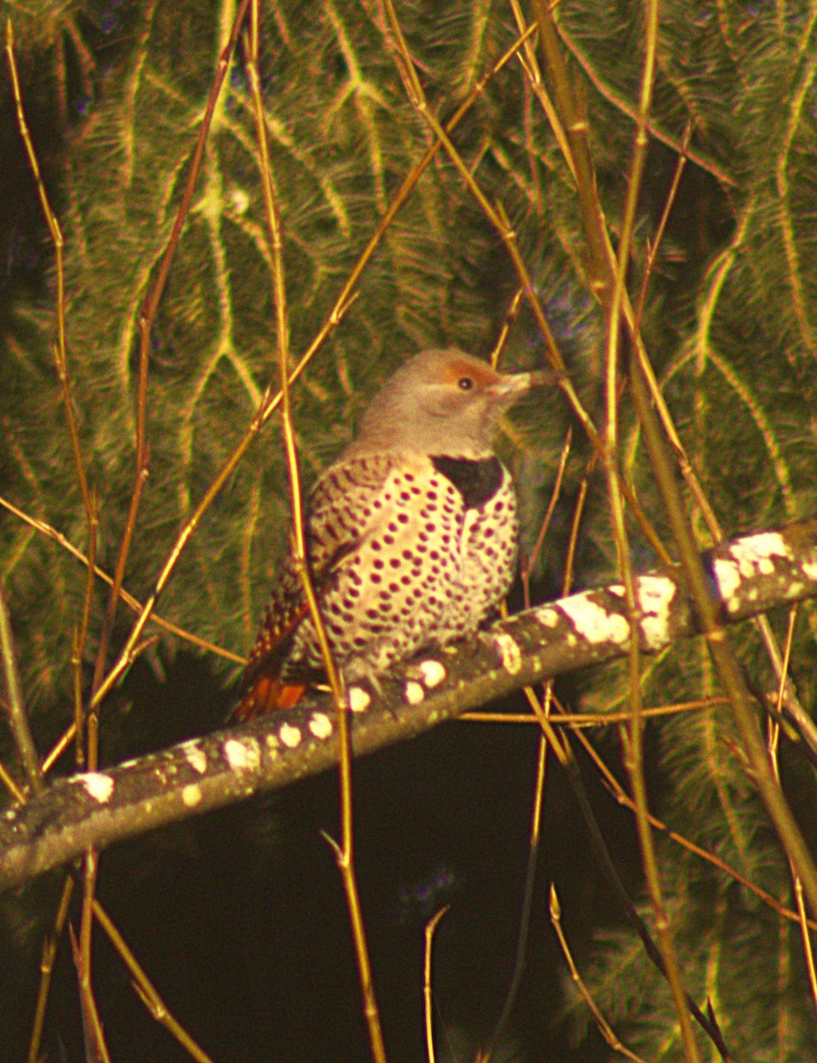Northern Flicker (Red-shafted) - ML631712020