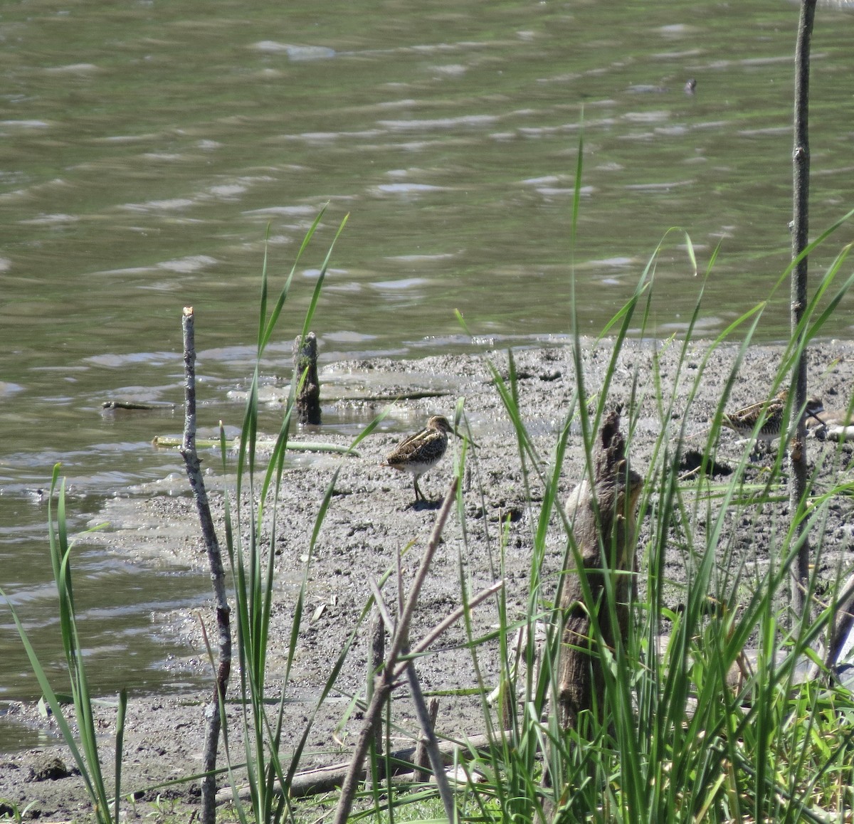 Wilson's Snipe - ML631712021