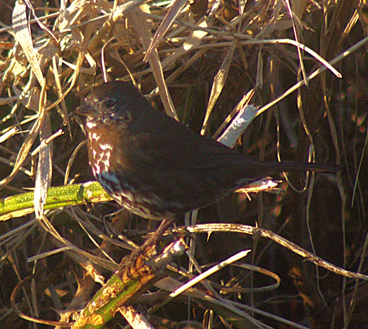 Fox Sparrow (Sooty) - ML631712032