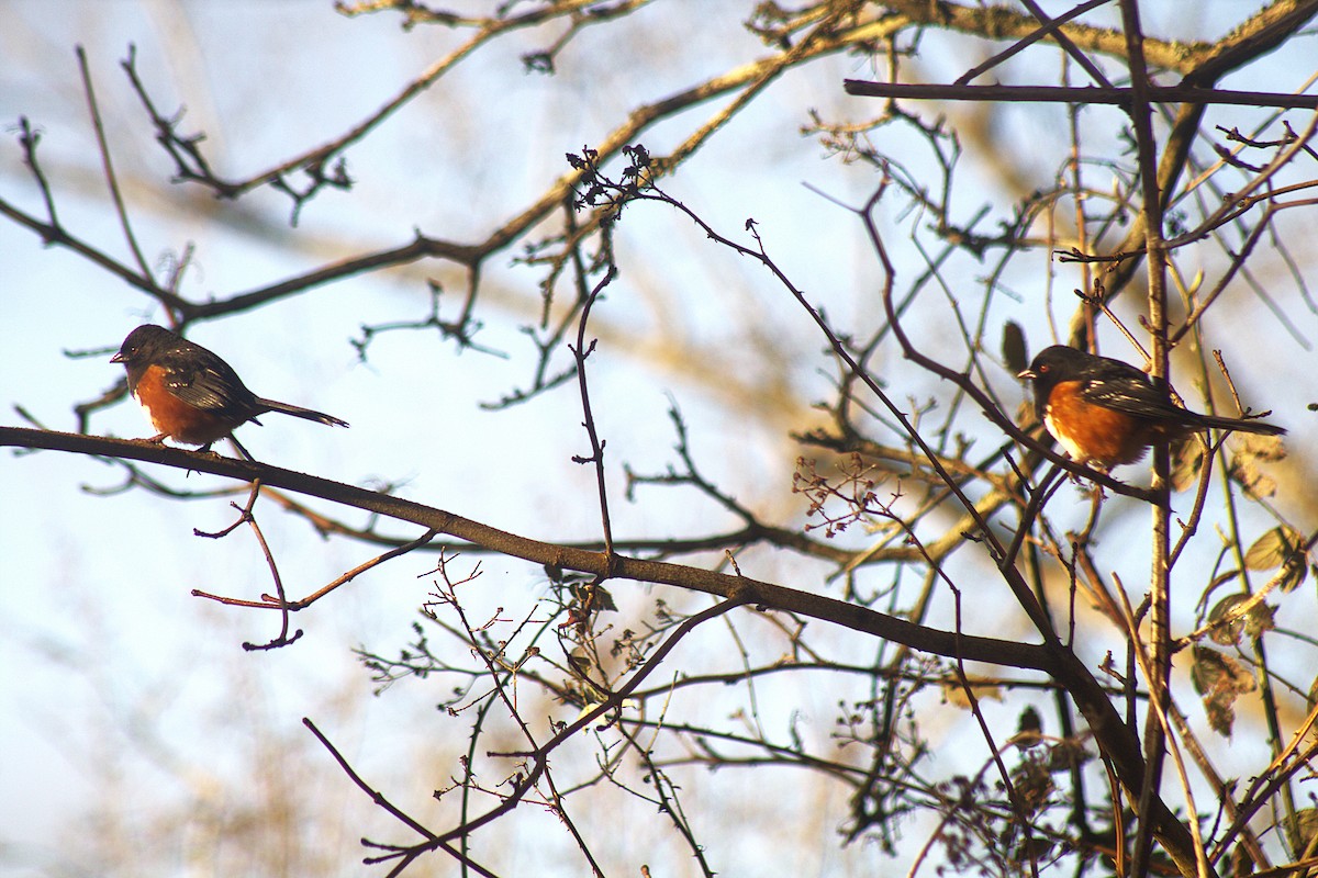 Spotted Towhee (oregonus Group) - ML631712045