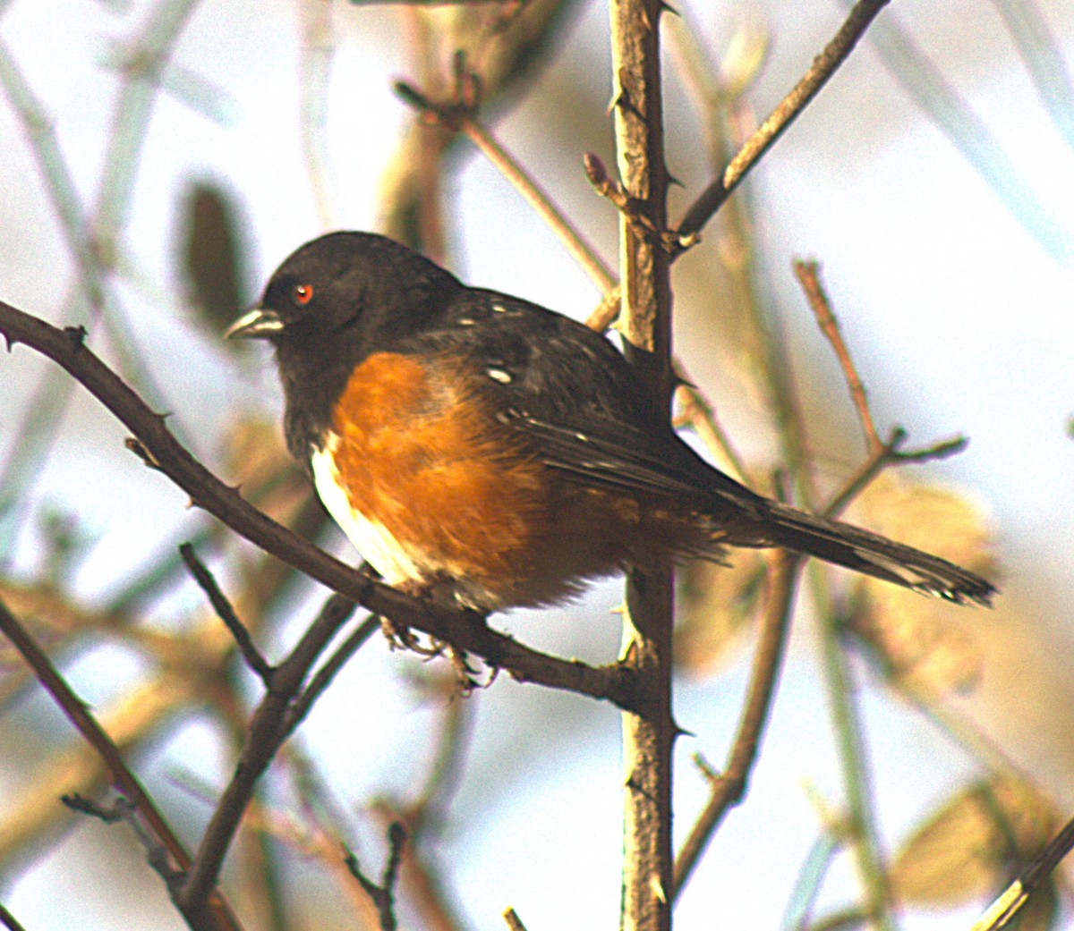 Spotted Towhee (oregonus Group) - ML631712053