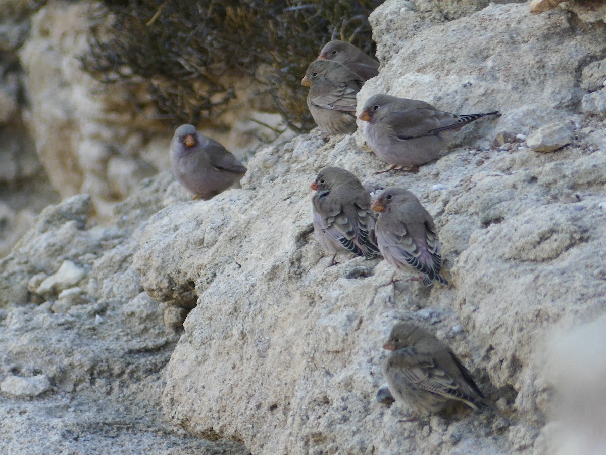 Trumpeter Finch - ML631712192