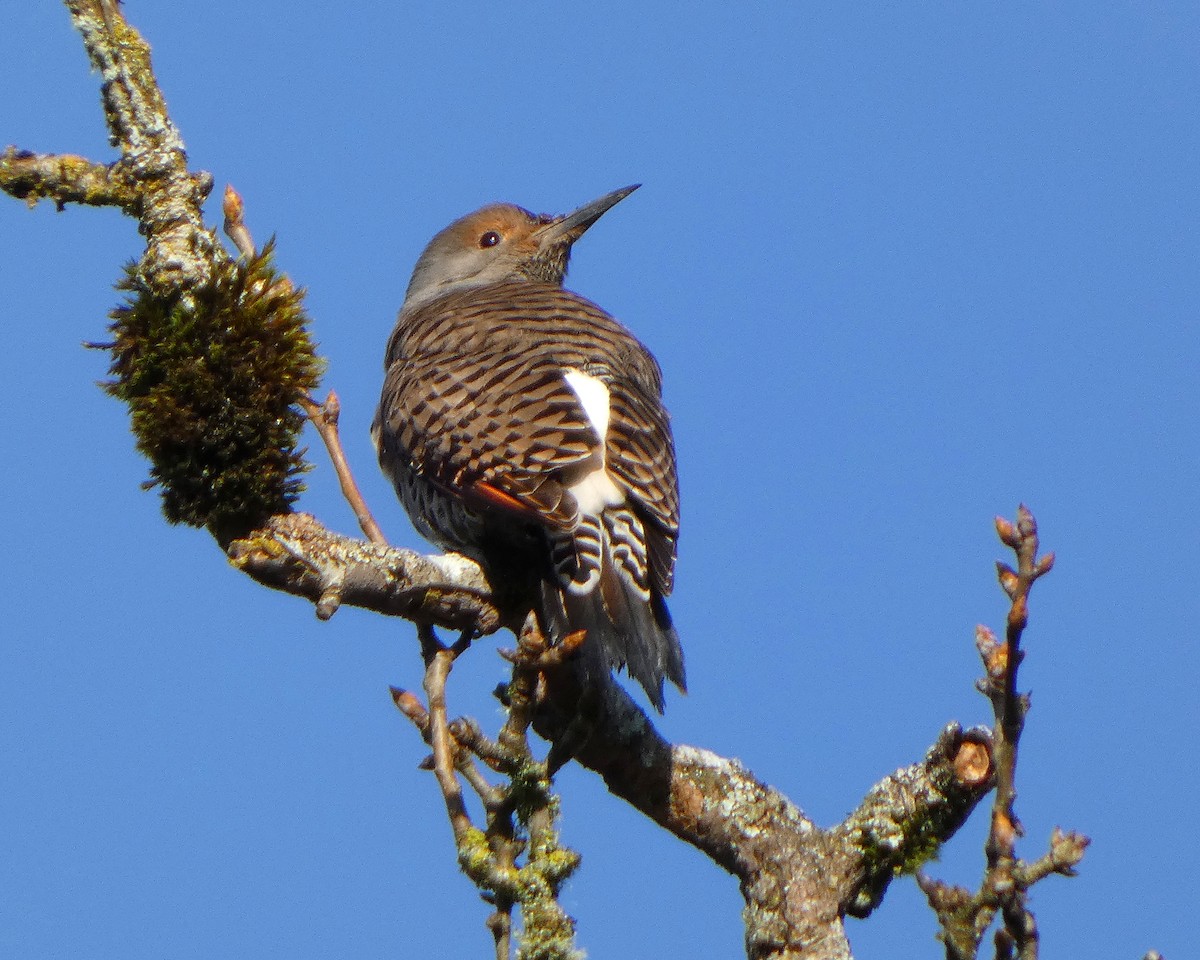 Northern Flicker (Red-shafted) - ML631712308