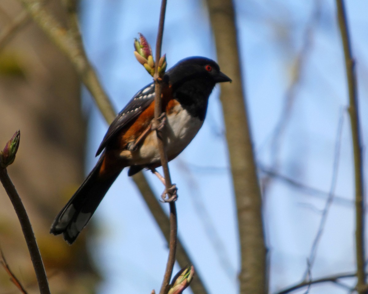Spotted Towhee (oregonus Group) - ML631712362