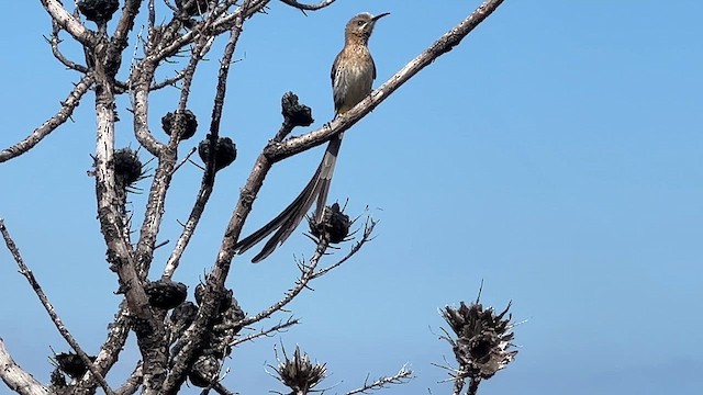 cukernatka kapská - ML631712370