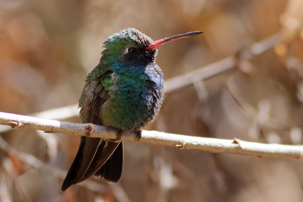Broad-billed Hummingbird - ML631712434