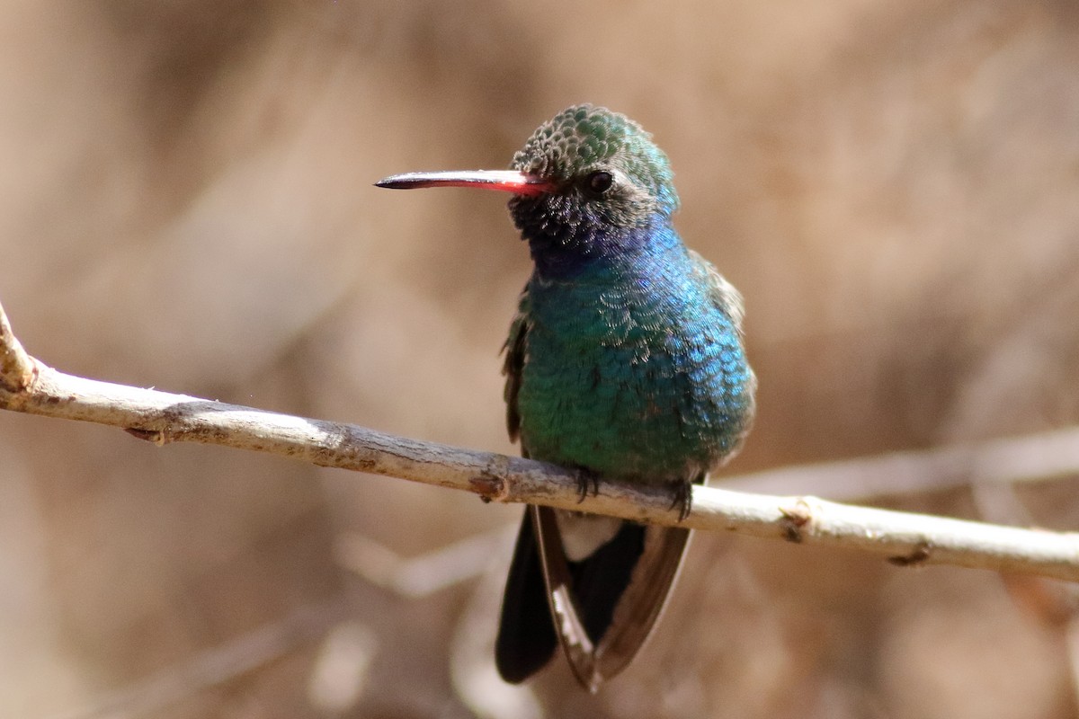 Broad-billed Hummingbird - ML631712435