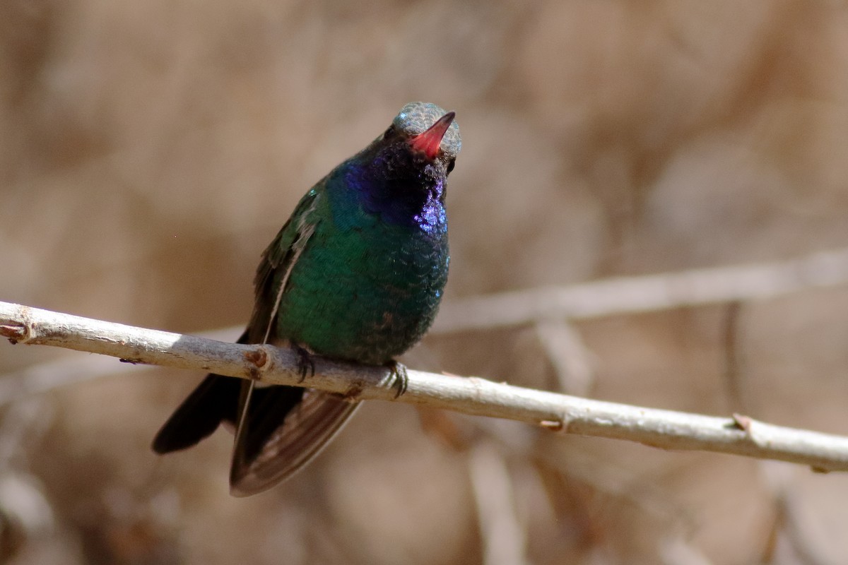 Broad-billed Hummingbird - ML631712450