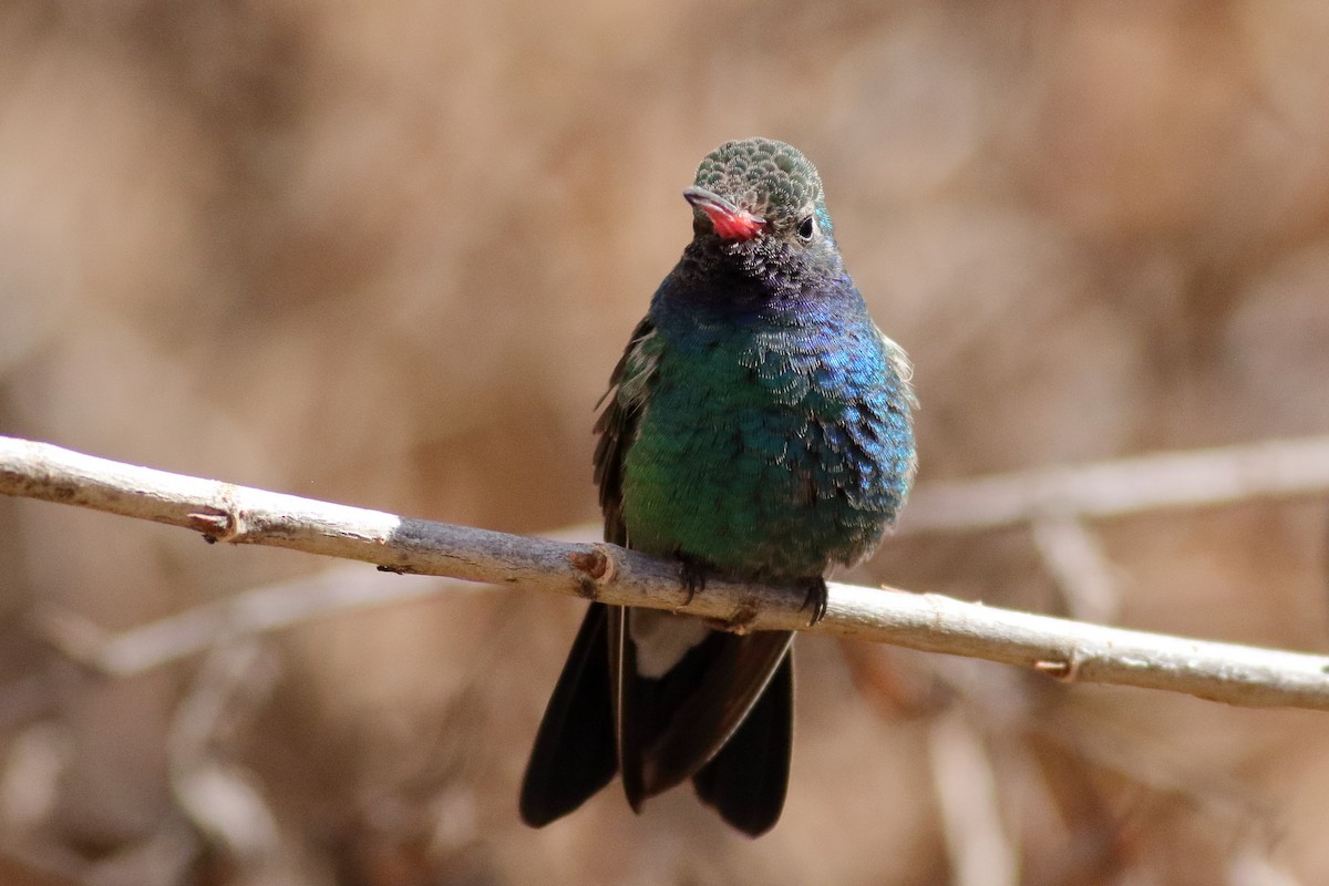 Broad-billed Hummingbird - ML631712452