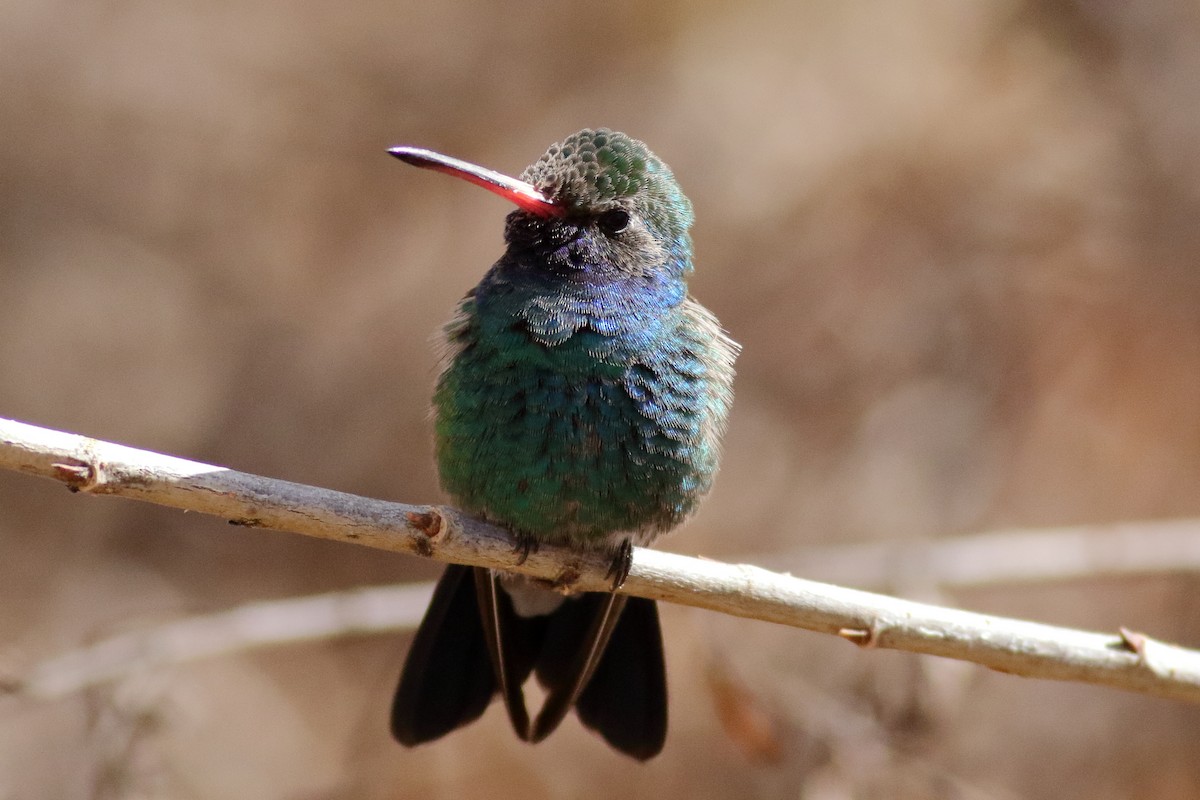 Broad-billed Hummingbird - ML631712455