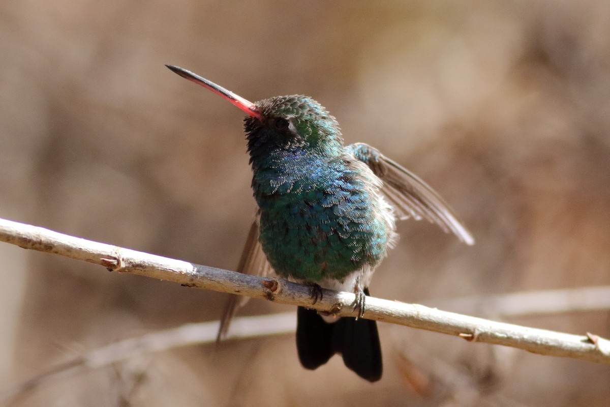 Broad-billed Hummingbird - ML631712472