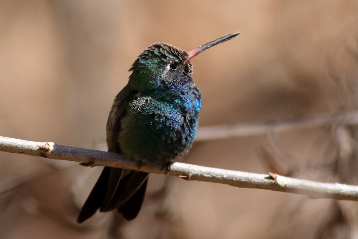 Broad-billed Hummingbird - ML631712484