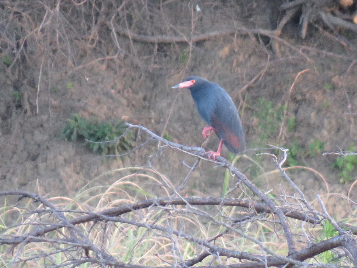 クロアマサギ - ML631712743