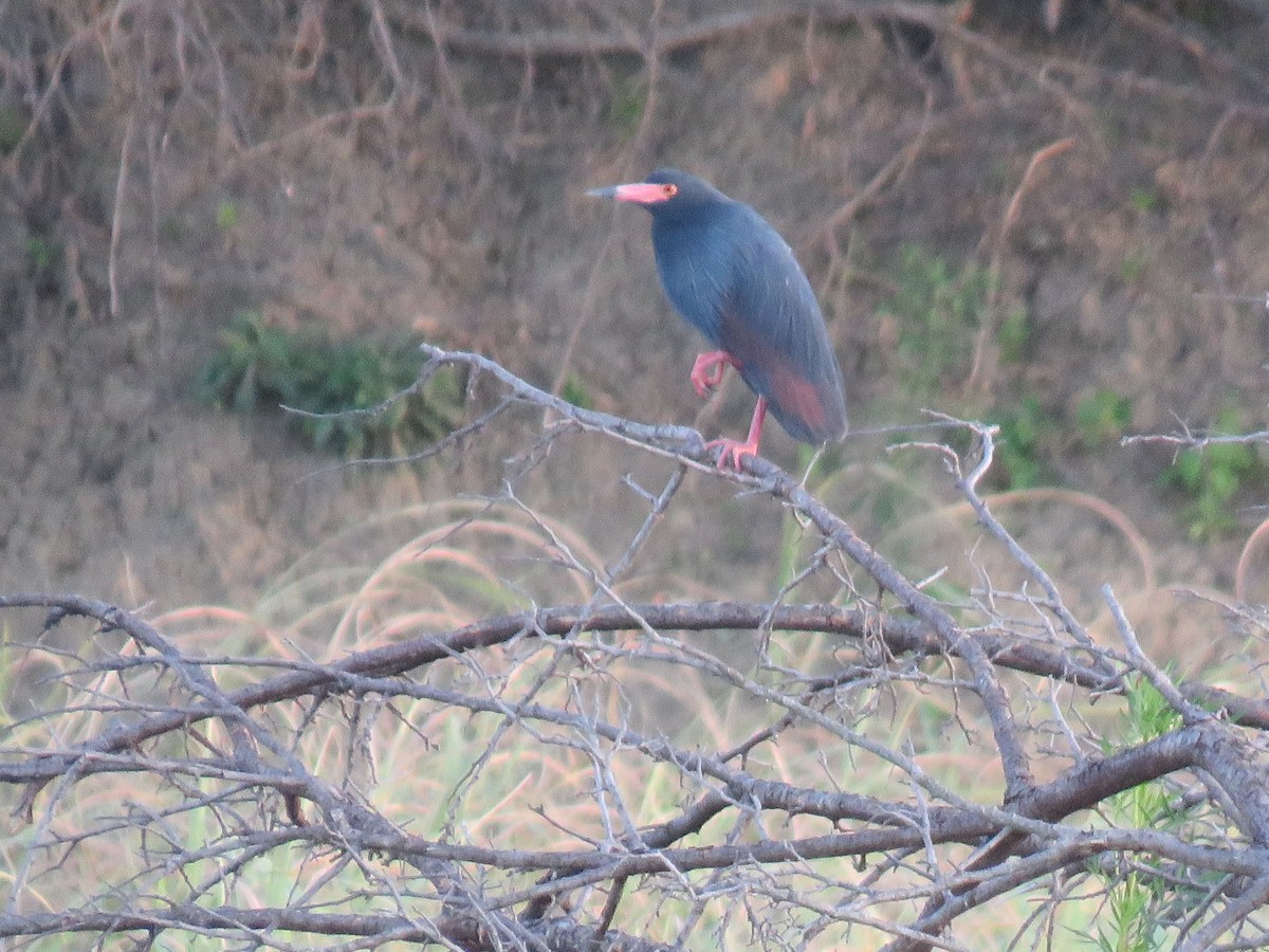クロアマサギ - ML631712745