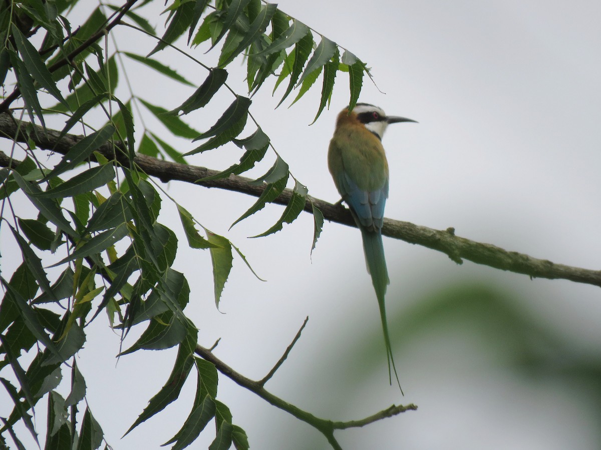 White-throated Bee-eater - ML631712791