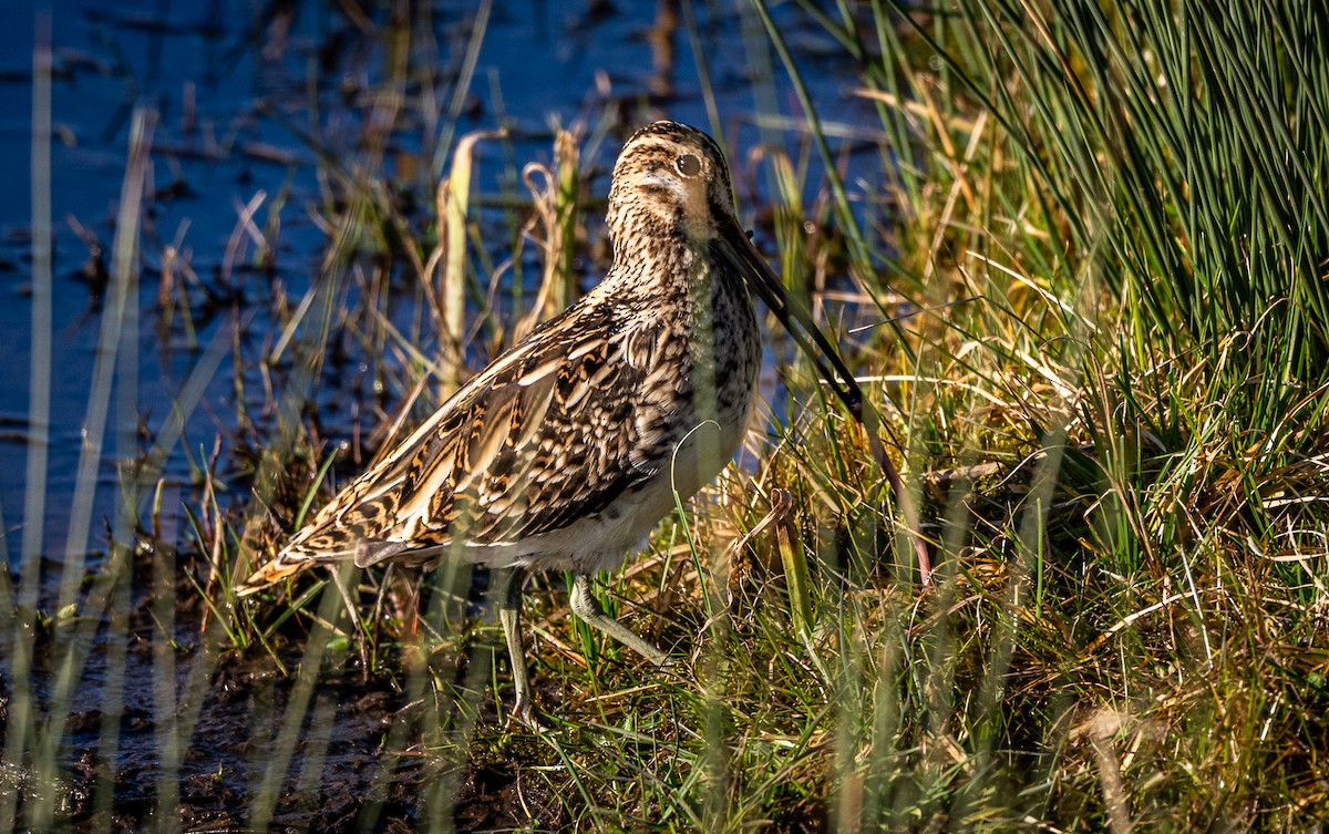 Common Snipe - ML631712888