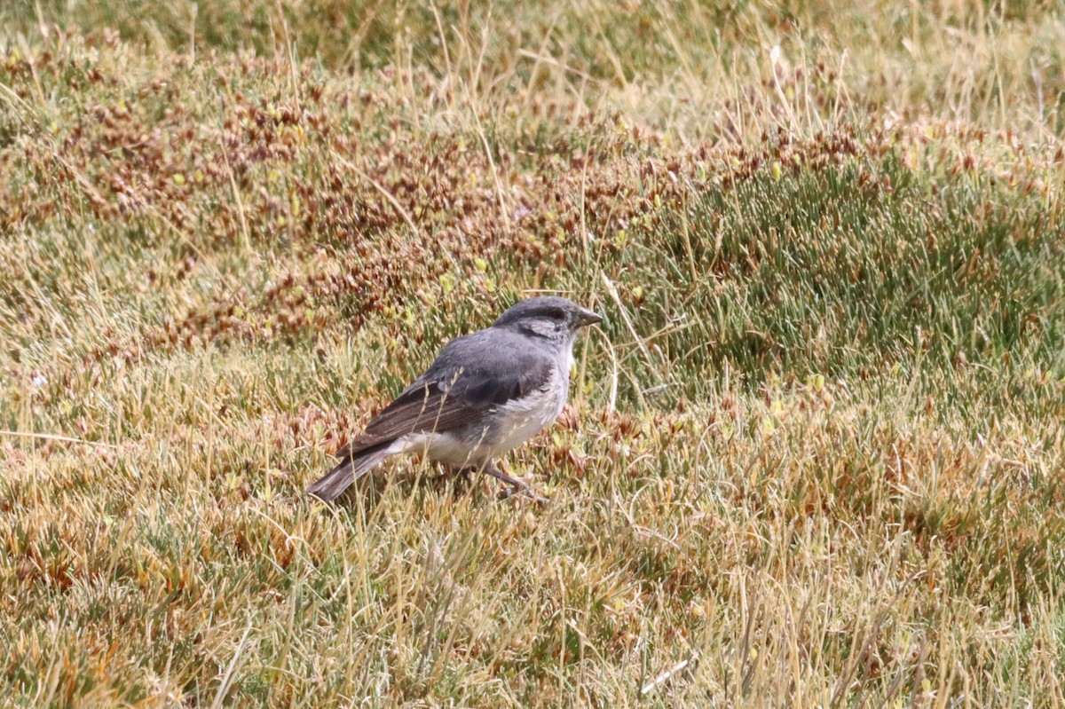 ノドジロヤマシトド - ML631712925