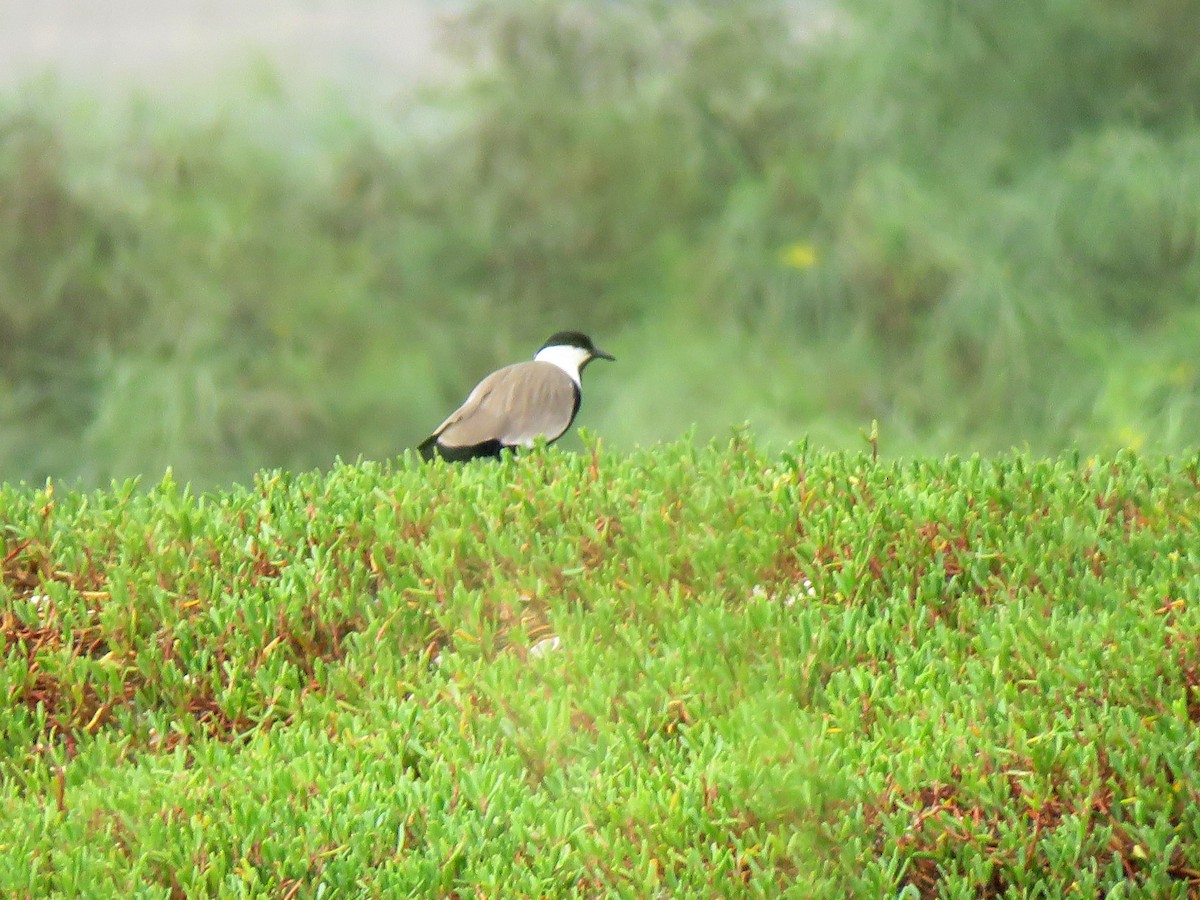 Spur-winged Lapwing - ML631712941