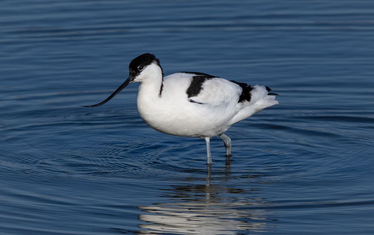 Pied Avocet - ML631713029
