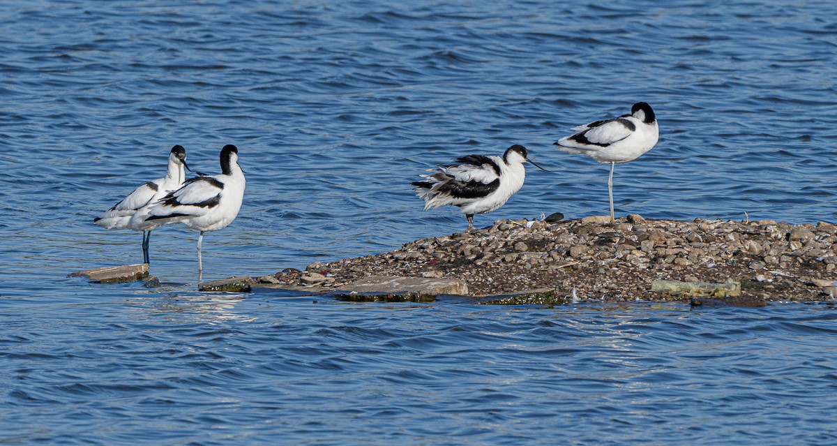 Pied Avocet - ML631713030